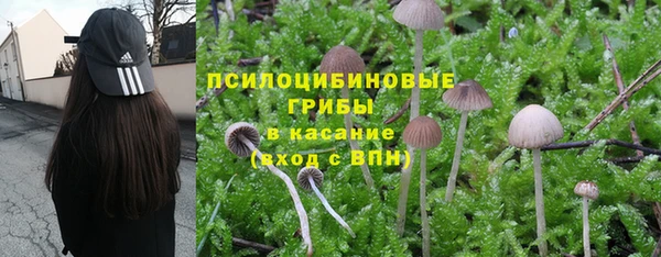 прущие грибы Медногорск